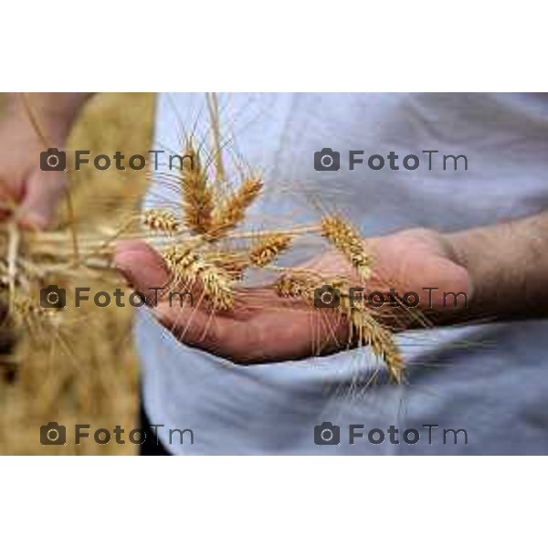 Bergamo la filiera pane a chilometro zero, fatto con il grano coltivato nei terreni della bergamasca. La raccolta del cereale Il pane ricavato dalla filiera corta è il frutto di un accordo tra associazione dei panificatori, Aspan, UBI Banca Popolare di Bergamo, Provincia di Bergamo, Camera di Commercio, Coldiretti, Confagricoltura, Fogalco, Slow Food e Cesvi. luglio 2012 foto Tiziano Manzoni/Fotogramma Bergamo