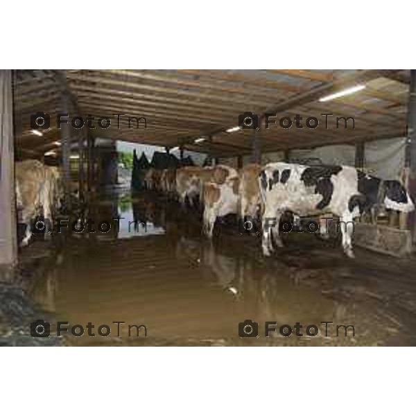 Foto LaPresse/Davide Gandossi x Tiziano Manzoni25/05/2019 Bergamo,Italia cronaca Bomba d\'acqua su Valbrembo esondato il torrente Quisa, strade chiuse allagamenti e disagi Nella Foto: Azienda Agricola Cattaneo allagata dall\'esondazione del fiume Quisa animali allagati