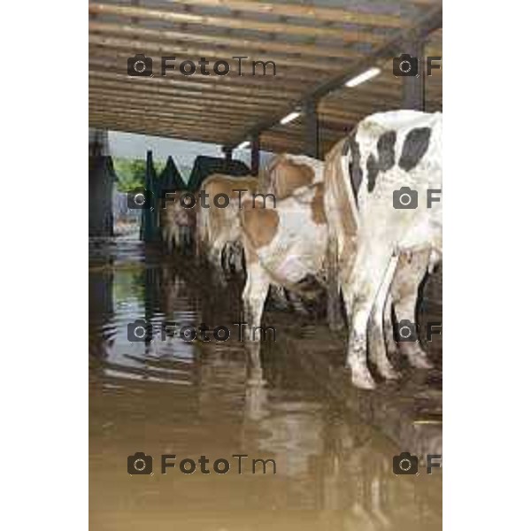 Foto LaPresse/Davide Gandossi x Tiziano Manzoni25/05/2019 Bergamo,Italia cronaca Bomba d\'acqua su Valbrembo esondato il torrente Quisa, strade chiuse allagamenti e disagi Nella Foto: Azienda Agricola Cattaneo allagata dall\'esondazione del fiume Quisa animali allagati