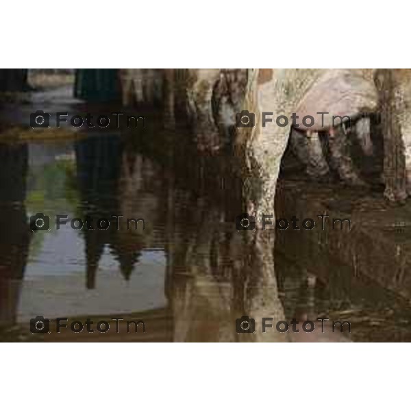 Foto LaPresse/Davide Gandossi x Tiziano Manzoni25/05/2019 Bergamo,Italia cronaca Bomba d\'acqua su Valbrembo esondato il torrente Quisa, strade chiuse allagamenti e disagi Nella Foto: Azienda Agricola Cattaneo allagata dall\'esondazione del fiume Quisa animali allagati