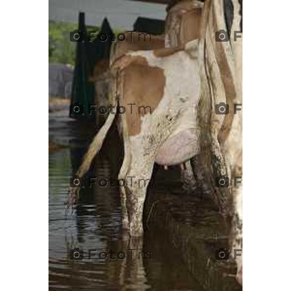 Foto LaPresse/Davide Gandossi x Tiziano Manzoni25/05/2019 Bergamo,Italia cronaca Bomba d\'acqua su Valbrembo esondato il torrente Quisa, strade chiuse allagamenti e disagi Nella Foto: Azienda Agricola Cattaneo allagata dall\'esondazione del fiume Quisa animali allagati