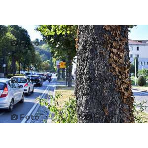 Bergamo Tiziano Manzoni/LaPresse 3- 08- 2022 Italia Cronaca Bergamo Viale Vittorio Emanuele Alberi malati