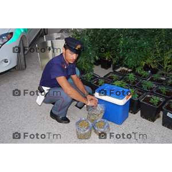 Martinengo BG “OPERAZIONE SERRA” Arresto a Martinengo dei fratelli MOLARO (Andrea e Fabio), sequestro di una serra attrezzata, 60 piante di marijuana, un kg di Marijuana pronta, bilancini foto Tiziano Manzoni© fotogramma Bergamo