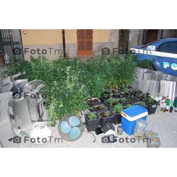 Martinengo BG “OPERAZIONE SERRA” Arresto a Martinengo dei fratelli MOLARO (Andrea e Fabio), sequestro di una serra attrezzata, 60 piante di marijuana, un kg di Marijuana pronta, bilancini foto Tiziano Manzoni© fotogramma Bergamo