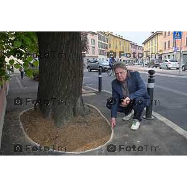 Foto Manzoni Tiziano/LaPresse 22-04-2023Bergamo Italia - Cronaca - Bergamo Orio Zaffanella, Presidente Associazione apartitica di cittadini "Mordilavita" in Bergamo e il tiglio in don luigi palazzolo