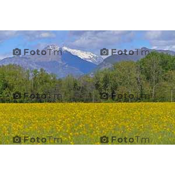 Foto Manzoni Tiziano/LaPresse 2404-2023Bergamo Italia - Cronaca - Villa d\'adda provincia di Bergamo i colori della primavera