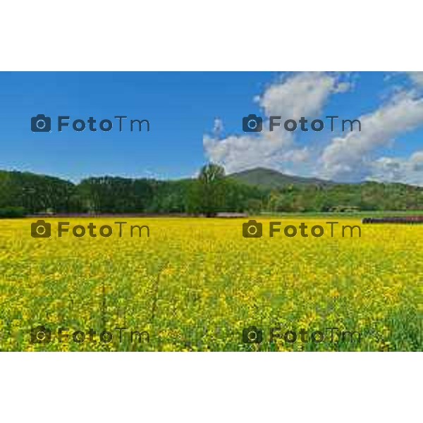Foto Manzoni Tiziano/LaPresse 2404-2023Bergamo Italia - Cronaca - Villa d\'adda provincia di Bergamo i colori della primavera