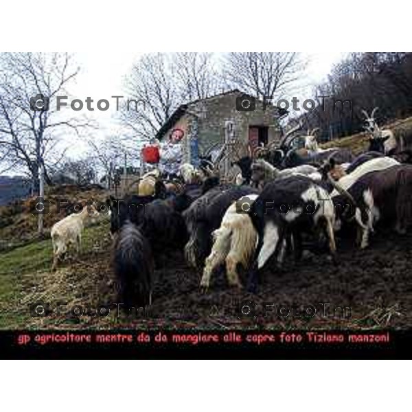 roncola (BG) allevamento capre orobiche foto Tiziano Manzoni-fotogramma Bergamo photo gp giampaolo pellegrinelli