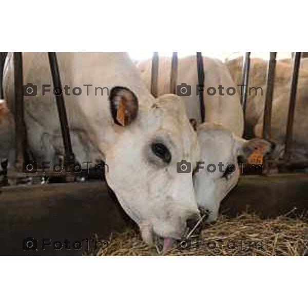 L’azienda agricola Santinelli,produzione di carni pregiate di alta qualità, bovini piemontesi, a stabulazione libera, che possono pascolare in un ampio terreno verde. Nella foto la fattoria, e il dott Angelo Santinelli Veterinario e Allevatore foto Tiziano Manzoni Fotogramma