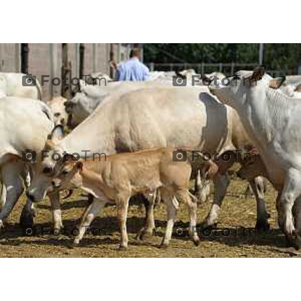 L’azienda agricola Santinelli,produzione di carni pregiate di alta qualità, bovini piemontesi, a stabulazione libera, che possono pascolare in un ampio terreno verde. Nella foto la fattoria, e il dott Angelo Santinelli Veterinario e Allevatore foto Tiziano Manzoni Fotogramma