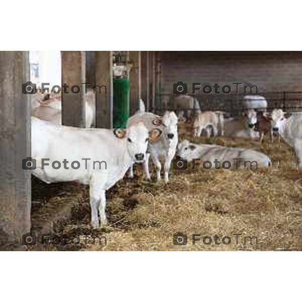 L’azienda agricola Santinelli,produzione di carni pregiate di alta qualità, bovini piemontesi, a stabulazione libera, che possono pascolare in un ampio terreno verde. Nella foto la fattoria, e il dott Angelo Santinelli Veterinario e Allevatore foto Tiziano Manzoni Fotogramma