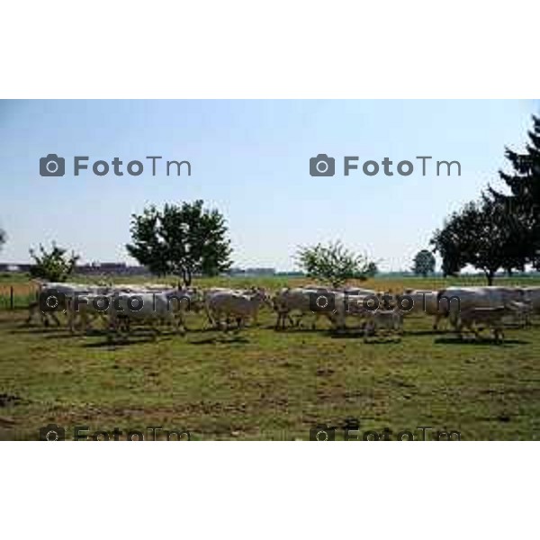 L’azienda agricola Santinelli,produzione di carni pregiate di alta qualità, bovini piemontesi, a stabulazione libera, che possono pascolare in un ampio terreno verde. Nella foto la fattoria, e il dott Angelo Santinelli Veterinario e Allevatore foto Tiziano Manzoni Fotogramma