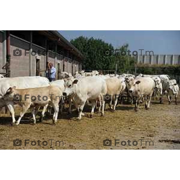 L’azienda agricola Santinelli,produzione di carni pregiate di alta qualità, bovini piemontesi, a stabulazione libera, che possono pascolare in un ampio terreno verde. Nella foto la fattoria, e il dott Angelo Santinelli Veterinario e Allevatore foto Tiziano Manzoni Fotogramma