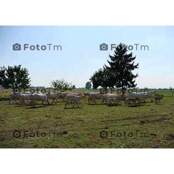 L’azienda agricola Santinelli,produzione di carni pregiate di alta qualità, bovini piemontesi, a stabulazione libera, che possono pascolare in un ampio terreno verde. Nella foto la fattoria, e il dott Angelo Santinelli Veterinario e Allevatore foto Tiziano Manzoni Fotogramma