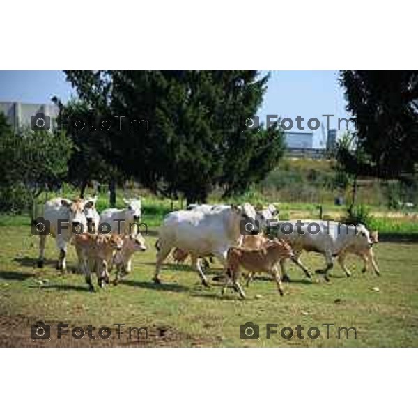 L’azienda agricola Santinelli,produzione di carni pregiate di alta qualità, bovini piemontesi, a stabulazione libera, che possono pascolare in un ampio terreno verde. Nella foto la fattoria, e il dott Angelo Santinelli Veterinario e Allevatore foto Tiziano Manzoni Fotogramma