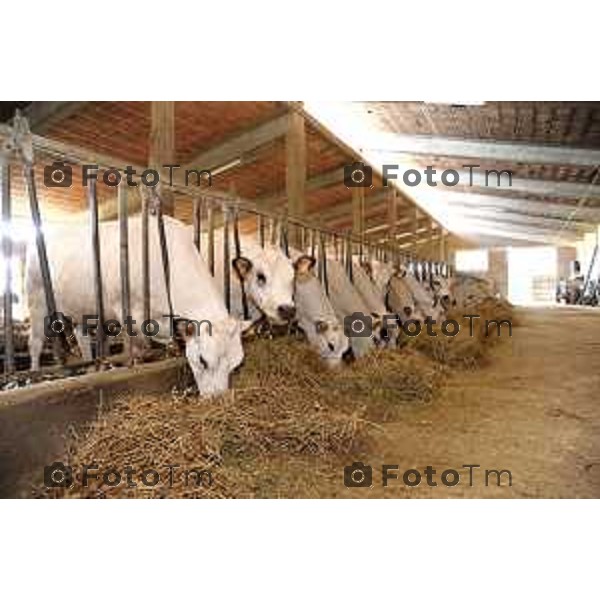 L’azienda agricola Santinelli,produzione di carni pregiate di alta qualità, bovini piemontesi, a stabulazione libera, che possono pascolare in un ampio terreno verde. Nella foto la fattoria, e il dott Angelo Santinelli Veterinario e Allevatore foto Tiziano Manzoni Fotogramma