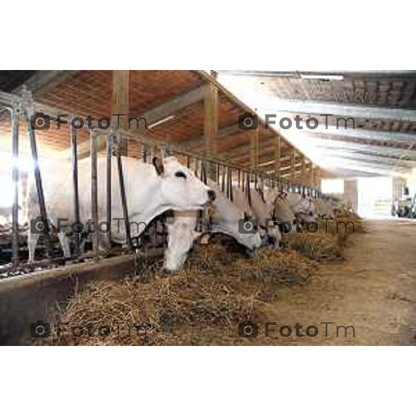 L’azienda agricola Santinelli,produzione di carni pregiate di alta qualità, bovini piemontesi, a stabulazione libera, che possono pascolare in un ampio terreno verde. Nella foto la fattoria, e il dott Angelo Santinelli Veterinario e Allevatore foto Tiziano Manzoni Fotogramma