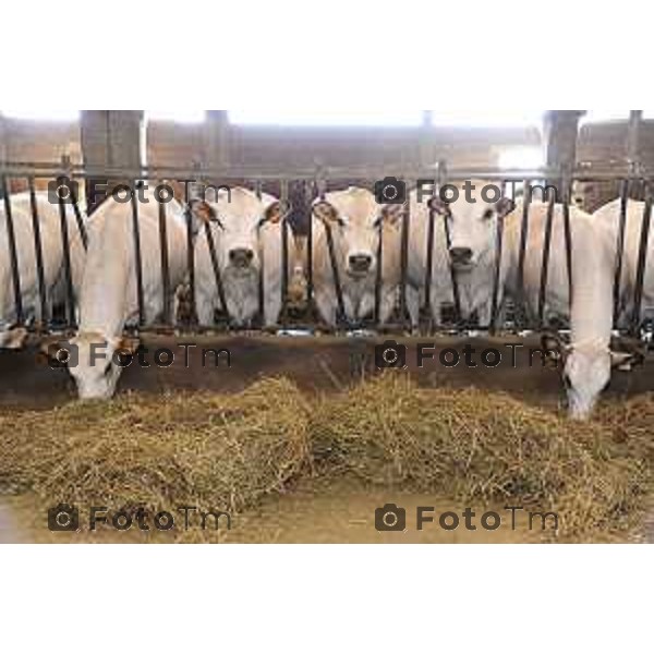 L’azienda agricola Santinelli,produzione di carni pregiate di alta qualità, bovini piemontesi, a stabulazione libera, che possono pascolare in un ampio terreno verde. Nella foto la fattoria, e il dott Angelo Santinelli Veterinario e Allevatore foto Tiziano Manzoni Fotogramma