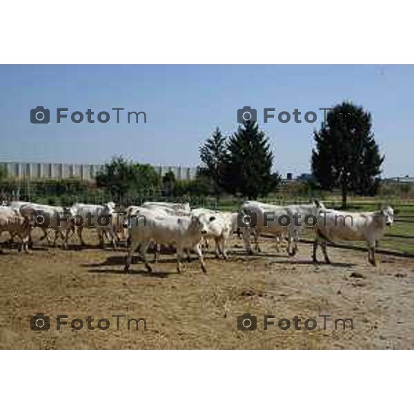 L’azienda agricola Santinelli,produzione di carni pregiate di alta qualità, bovini piemontesi, a stabulazione libera, che possono pascolare in un ampio terreno verde. Nella foto la fattoria, e il dott Angelo Santinelli Veterinario e Allevatore foto Tiziano Manzoni Fotogramma