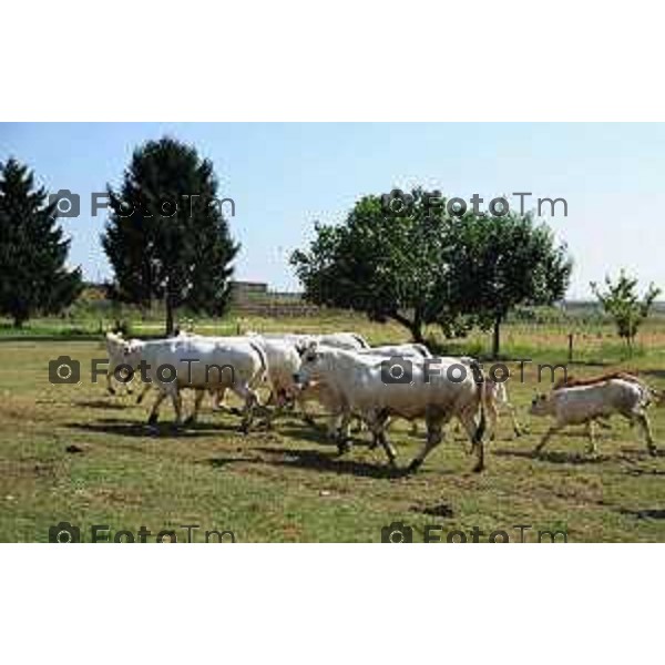 L’azienda agricola Santinelli,produzione di carni pregiate di alta qualità, bovini piemontesi, a stabulazione libera, che possono pascolare in un ampio terreno verde. Nella foto la fattoria, e il dott Angelo Santinelli Veterinario e Allevatore foto Tiziano Manzoni Fotogramma