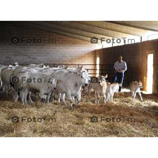 L’azienda agricola Santinelli,produzione di carni pregiate di alta qualità, bovini piemontesi, a stabulazione libera, che possono pascolare in un ampio terreno verde. Nella foto la fattoria, e il dott Angelo Santinelli Veterinario e Allevatore foto Tiziano Manzoni Fotogramma