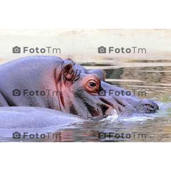 Foto Manzoni Tiziano/LaPresse ergamo Italia - Cronaca - Valbrembo Bergamo Parco le cornelle