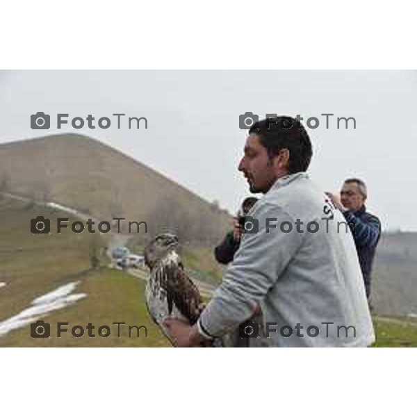 Colli di San Fermo (BG) Liberazione dagli operatori dell\'Oasi Val Predina e del Wwf di un Biancone nella foto Enzo Mauri- Direttore Riserva Naturale. Regionale Valpredina ( con la barba) e alcuni volontari aiutano nelle misure e nel rilascio del volatile foto Tiziano Manzoni-fotogramma Bergamo