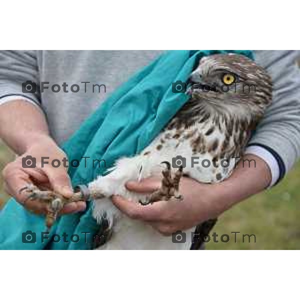 Colli di San Fermo (BG) Liberazione dagli operatori dell\'Oasi Val Predina e del Wwf di un Biancone nella foto Enzo Mauri- Direttore Riserva Naturale. Regionale Valpredina ( con la barba) e alcuni volontari aiutano nelle misure e nel rilascio del volatile foto Tiziano Manzoni-fotogramma Bergamo