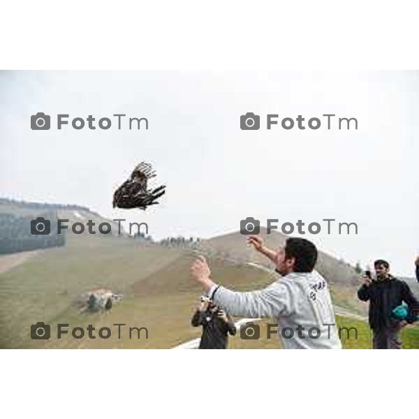 Colli di San Fermo (BG) Liberazione dagli operatori dell\'Oasi Val Predina e del Wwf di un Biancone nella foto Enzo Mauri- Direttore Riserva Naturale. Regionale Valpredina ( con la barba) e alcuni volontari aiutano nelle misure e nel rilascio del volatile foto Tiziano Manzoni-fotogramma Bergamo