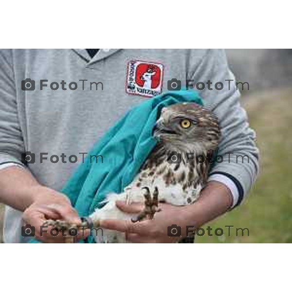 Colli di San Fermo (BG) Liberazione dagli operatori dell\'Oasi Val Predina e del Wwf di un Biancone nella foto Enzo Mauri- Direttore Riserva Naturale. Regionale Valpredina ( con la barba) e alcuni volontari aiutano nelle misure e nel rilascio del volatile foto Tiziano Manzoni-fotogramma Bergamo