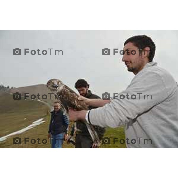 Colli di San Fermo (BG) Liberazione dagli operatori dell\'Oasi Val Predina e del Wwf di un Biancone nella foto Enzo Mauri- Direttore Riserva Naturale. Regionale Valpredina ( con la barba) e alcuni volontari aiutano nelle misure e nel rilascio del volatile foto Tiziano Manzoni-fotogramma Bergamo