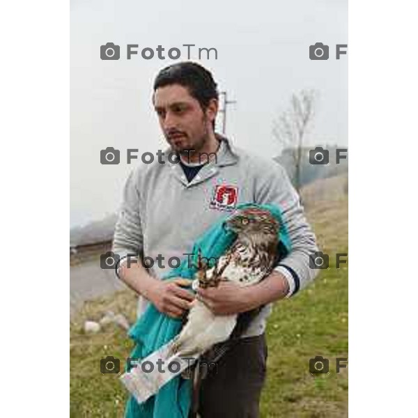 Colli di San Fermo (BG) Liberazione dagli operatori dell\'Oasi Val Predina e del Wwf di un Biancone nella foto Enzo Mauri- Direttore Riserva Naturale. Regionale Valpredina ( con la barba) e alcuni volontari aiutano nelle misure e nel rilascio del volatile foto Tiziano Manzoni-fotogramma Bergamo