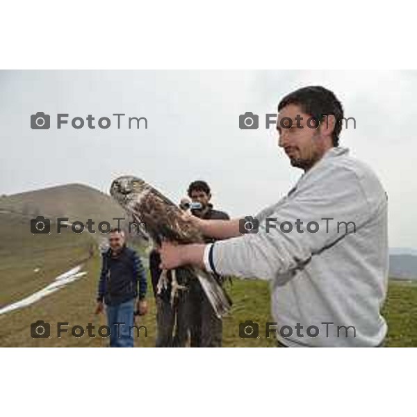 Colli di San Fermo (BG) Liberazione dagli operatori dell\'Oasi Val Predina e del Wwf di un Biancone nella foto Enzo Mauri- Direttore Riserva Naturale. Regionale Valpredina ( con la barba) e alcuni volontari aiutano nelle misure e nel rilascio del volatile foto Tiziano Manzoni-fotogramma Bergamo