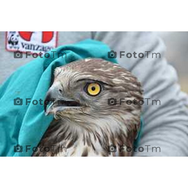 Colli di San Fermo (BG) Liberazione dagli operatori dell\'Oasi Val Predina e del Wwf di un Biancone nella foto Enzo Mauri- Direttore Riserva Naturale. Regionale Valpredina ( con la barba) e alcuni volontari aiutano nelle misure e nel rilascio del volatile foto Tiziano Manzoni-fotogramma Bergamo