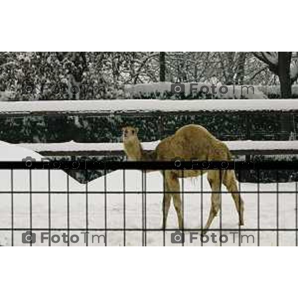 parco cornelle inverno con neve Tiziano Manzoni