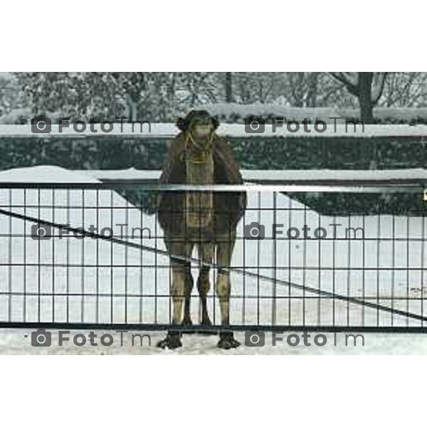 parco cornelle inverno con neve Tiziano Manzoni