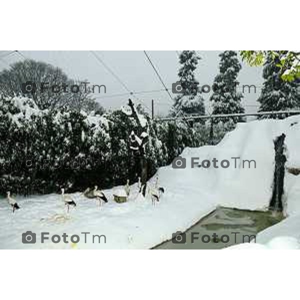 parco cornelle inverno con neve Tiziano Manzoni