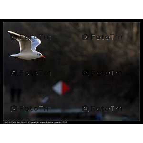 Uccelli cigli, volatili fiume adda gabbiani Tiziano Manzoni