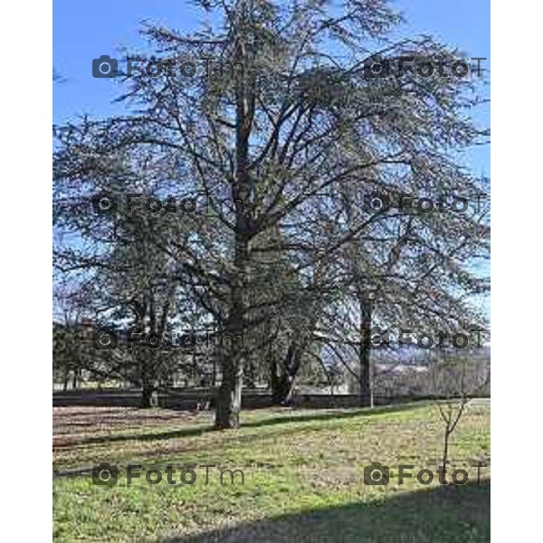 Foto Manzoni Tiziano/LaPresse 22-12-2023 Bergamo Italia- Cronaca Bergamo Parco Sant\'Agostino intitolazione di 21 alberi alle Donne Costituenti