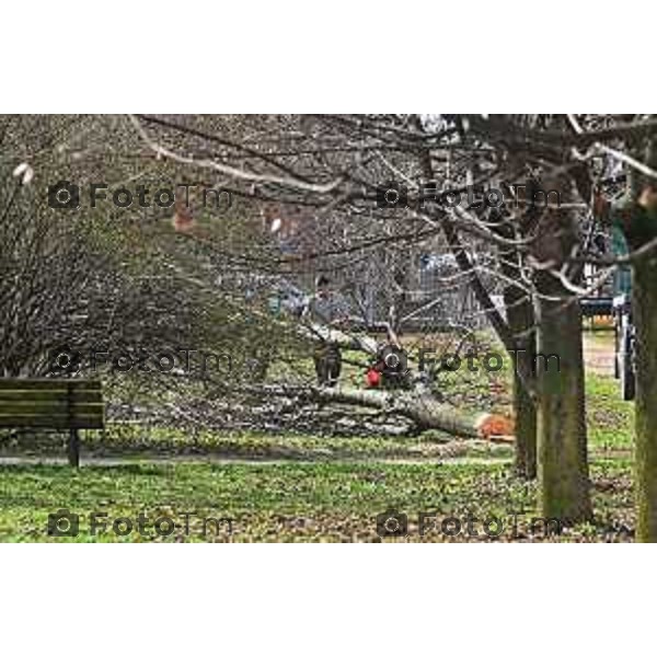 Foto Manzoni Tiziano/LaPresse 11-03-2023 Bergamo Italia- Cronaca Bergamo Allarme tarlo asistico nelle piante. Taglio alberi al parco Aldo Moro del villaggio sposi e deposito degli arbusti a Treviolo zona Roncola con cartello di pericolo