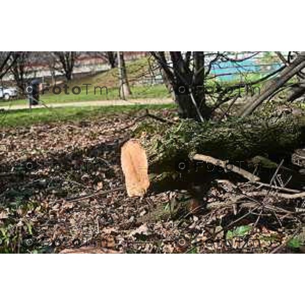 Foto Manzoni Tiziano/LaPresse 11-03-2023 Bergamo Italia- Cronaca Bergamo Allarme tarlo asistico nelle piante. Taglio alberi al parco Aldo Moro del villaggio sposi e deposito degli arbusti a Treviolo zona Roncola con cartello di pericolo