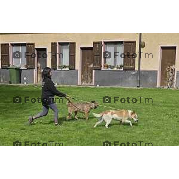 Tiziano Manzoni/LaPresse 17--04- 2024 Bergamo, Italia Cronaca Bergamo Rifugio Barattieri Arzago D’Adda (BG) il famoso pastore tedesco Günther VI adotterà la lupacchiotta Cindy nella foto le due "tate" di unter con il nuovo arrivato a cui viene applicato un collare doro e Griffao