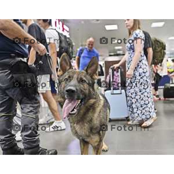 Tiziano Manzoni/LaPresse 13-08- 2024 Bergamo, Italia Cronaca Unita cinofila Guardia di Finanza Aeroporto Orio Al Serio