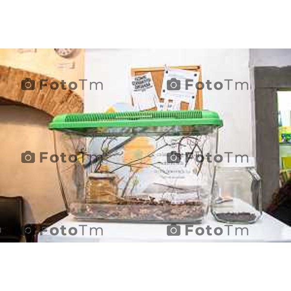 Bergamo, 13 marzo 2026 - Incontro Aperitivo "entomologico" @StartUp Cafè con stuzzichini a base di insetti: camole, grilli e cavallette insieme a Dott. Marco Valle (direttore del Museo Civico di Scienze Naturali di Bergamo) , prof. Claudio Vegini (già docente di scienze) e Simone Paganoni